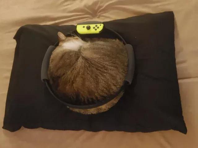 健身环发行时间,健身环发售时间