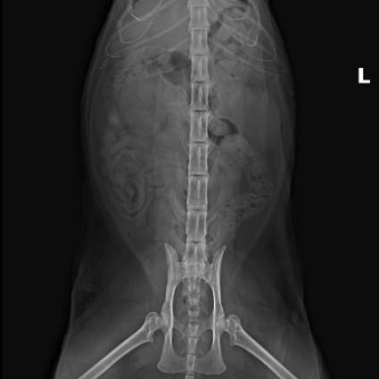 猫咪尿血伴有膀胱黏膜脱落,为什么猫咪会尿结石尿血