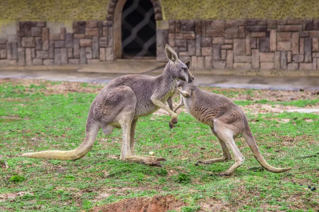 读完这24种动物描写，恨不得穿过屏幕抱抱它们