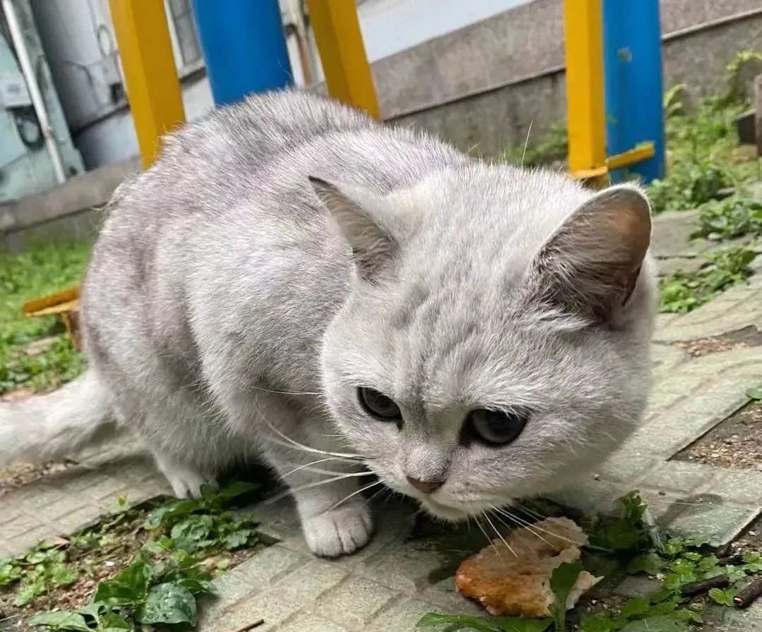 三明铲屎官,铲屎官注意有些养狗行为将被处罚