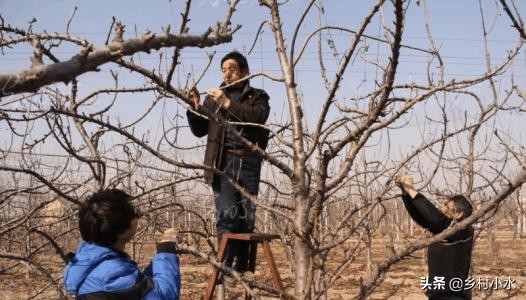 最权威的大樱桃栽培技术,樱桃好吃树难栽教学