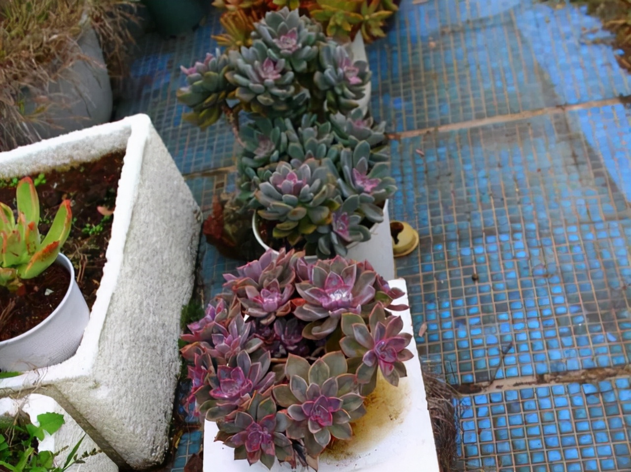 好养而且容易爆盆的多肉 (在家养这几种多肉分分钟养爆盆)