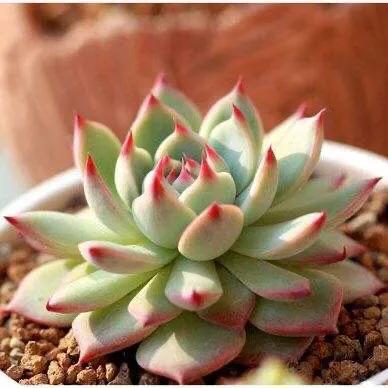 吉娃娃多肉爆盆图片大全,吉娃娃多肉徒长照片