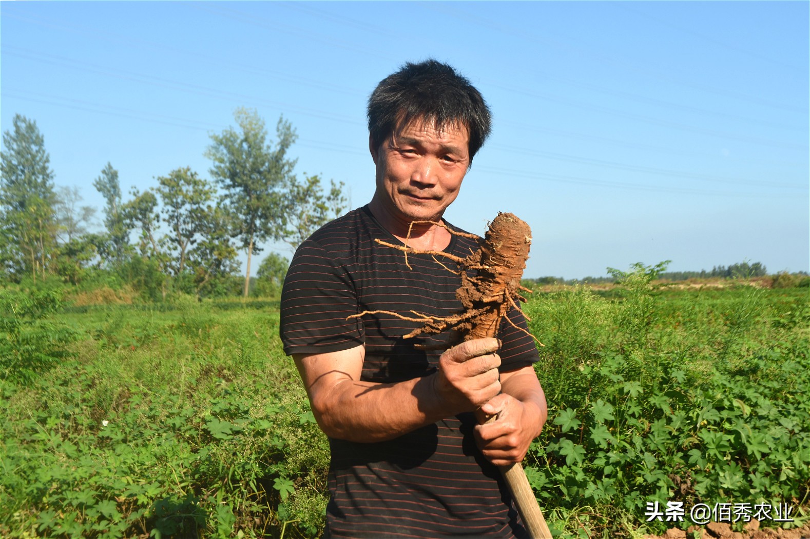 种植中药材一亩赚1万,中药材种植收益如何分配