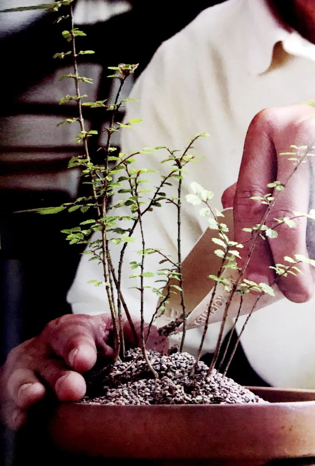 树木盆景养护包含六个方面的工作,盆景树如何照顾