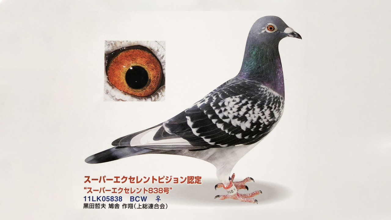 防止赛鸽主羽脱落的四种技巧,防止鸽子乱飞怎么办