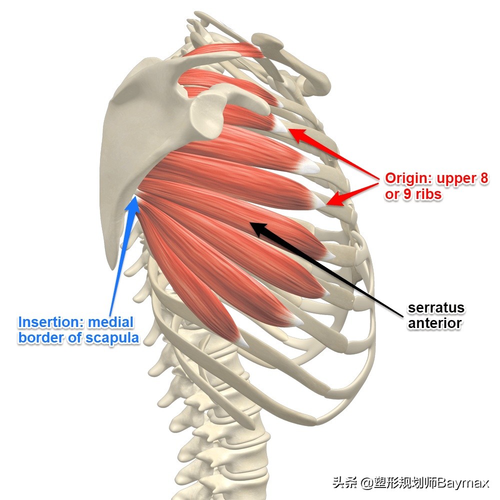 俯卧撑正确姿势肩胛骨怎么打开,新手练俯卧撑和平板卧推