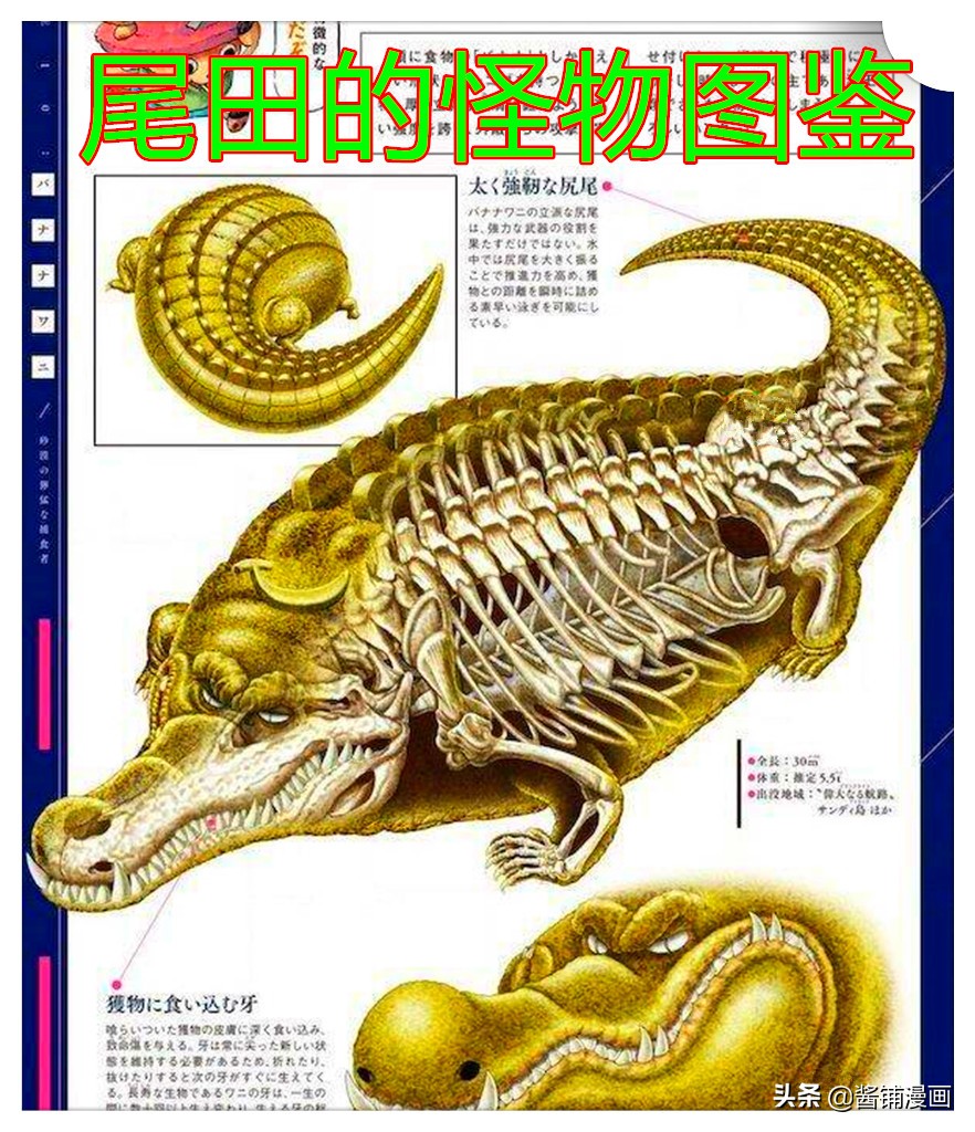 海贼王路飞雷雷果实,海贼王佩罗娜的能力设定是什么