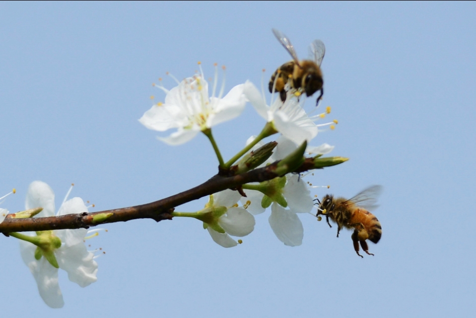 蜜蜂的美丽高清图片大全,蜜蜂高清照