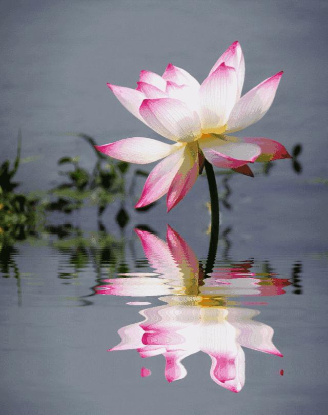 出淤泥而不染荷花之美,如果你是一朵出淤泥而不染的荷花