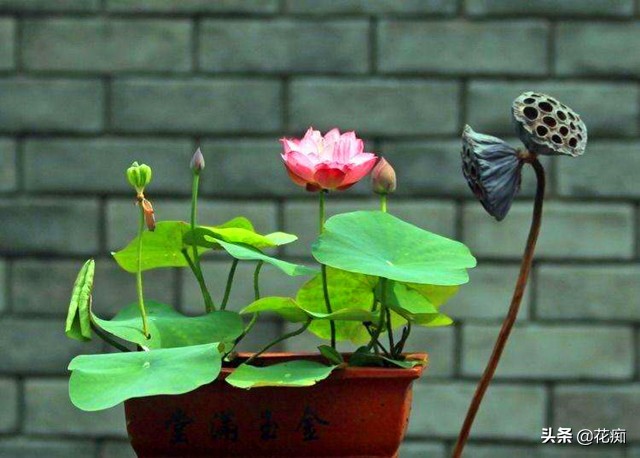 碗莲一大盆种几棵最合适,小盆怎么种碗莲