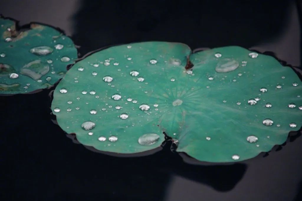 繁华过后一盏清茗也能品出百味,繁华之后静立于世