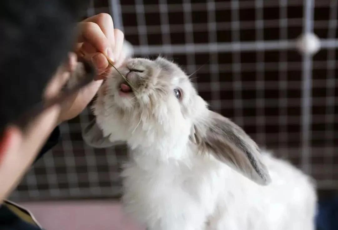 北京常见的动物有哪些,北京市郊常见动物