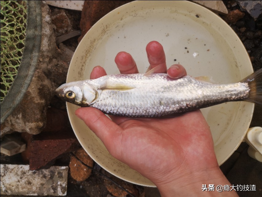 钓白条的正确方法和注意事项,浮钓小白条鱼如何调漂