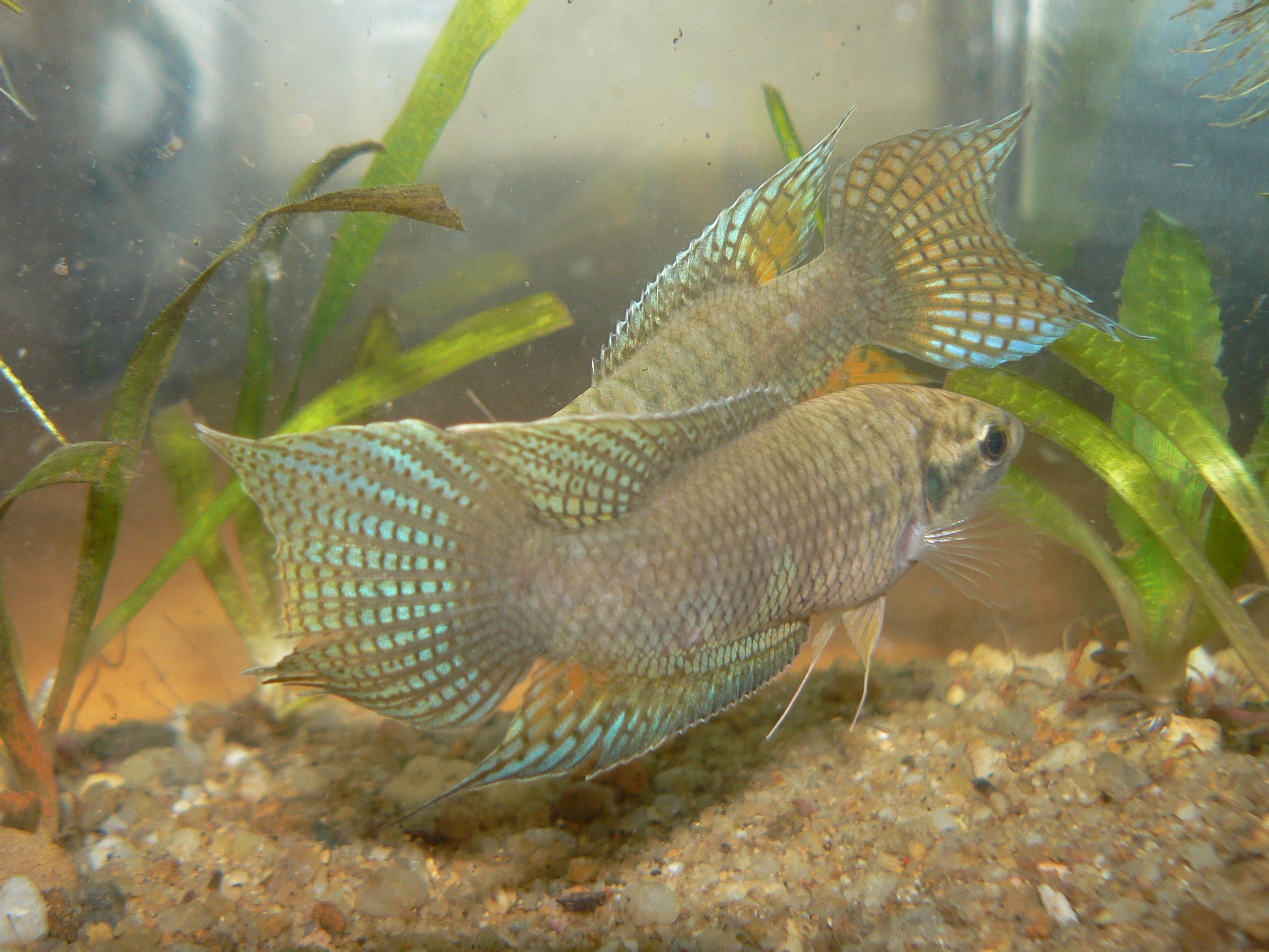 中国斗鱼应该怎么养出状态,中国斗鱼怎么养才漂亮视频