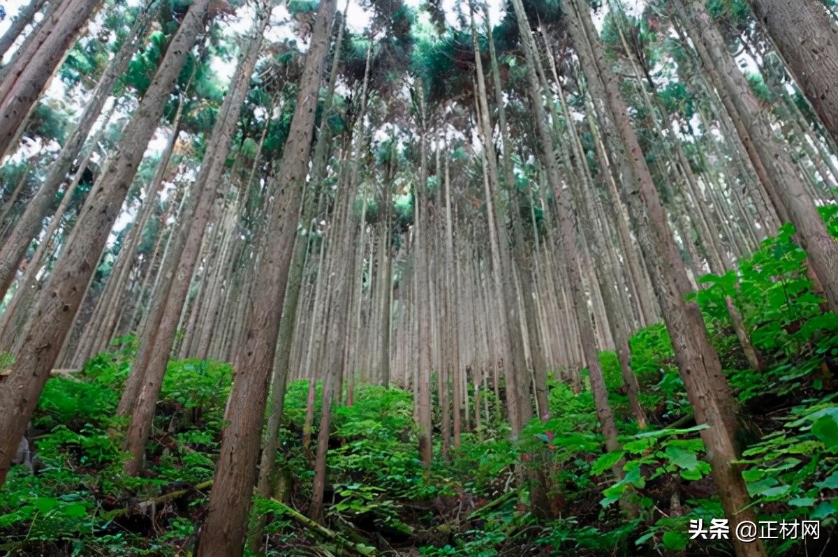 杉木的优缺点是什么,柳杉木是什么样的