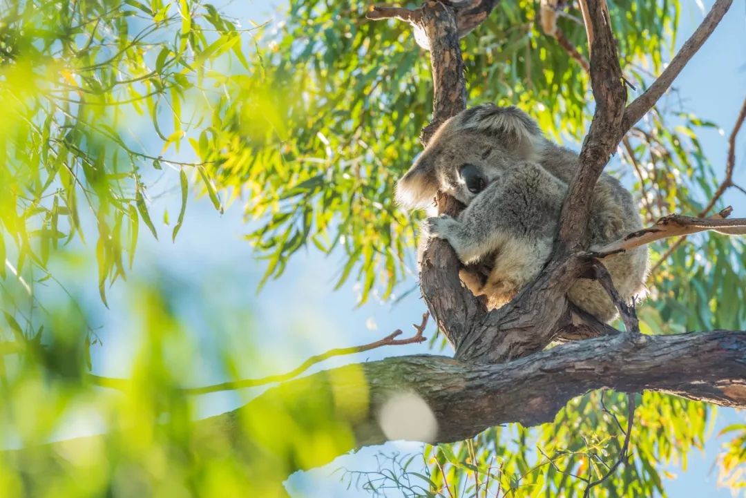 澳大利亚独特的自然风光,澳大利亚黄金海岸的美景