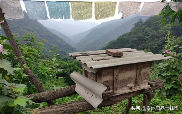 16个养蜂技巧让你轻松养蜂,养蜂这个职业叫什么