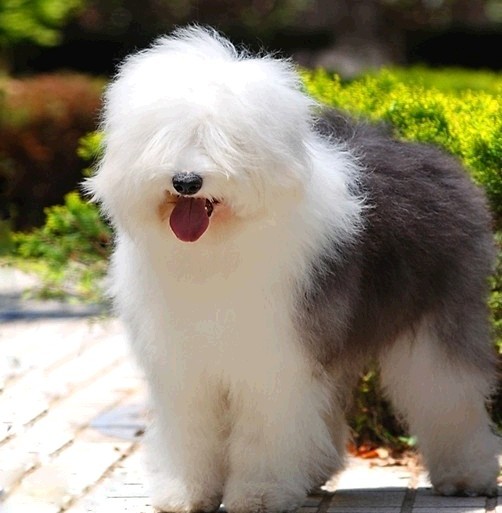 10种非常厉害的狗,最受欢迎的六种大型犬