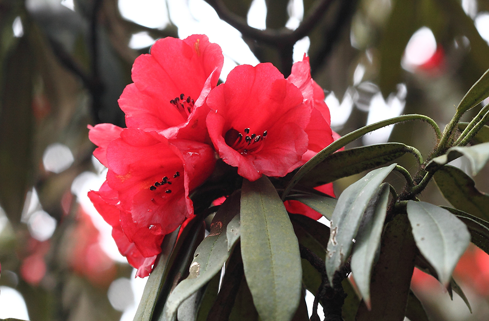 南川文旅在澳大利亚悉尼唱响“金佛山+春夏秋冬”四季歌