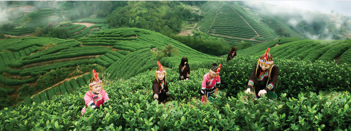 温州市平阳县水头镇特色产业,浙江省平阳县水头镇乡村振兴