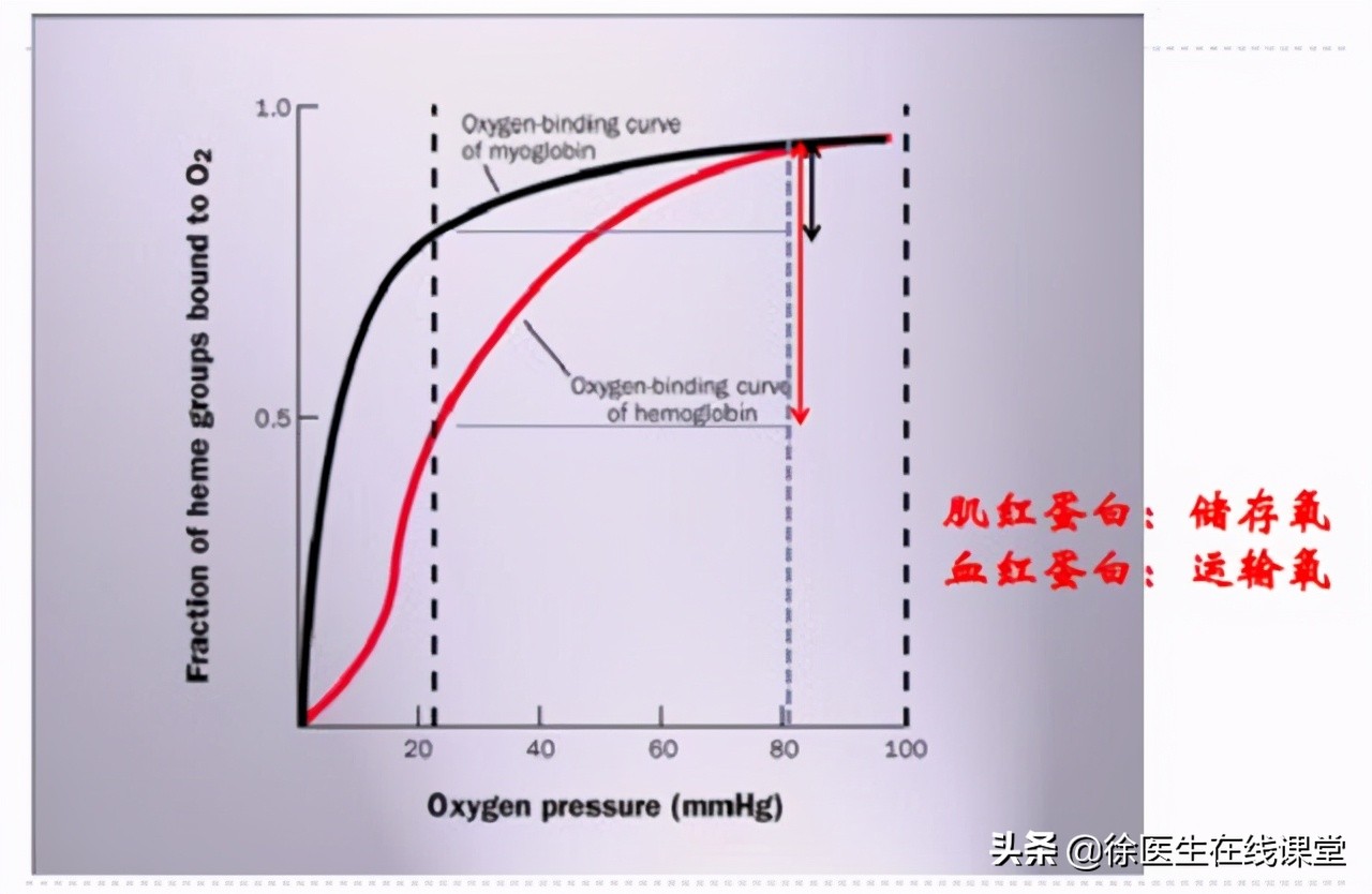 四种血型哪种血型最长寿,a型o型b型ab型哪种血型寿命最长
