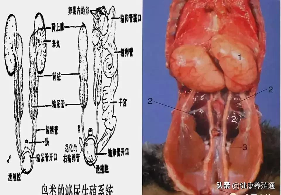 家禽与家禽解剖的不同点,家禽疾病诊断及解剖步骤