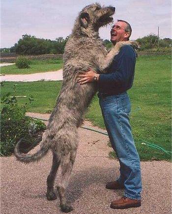 世上最罕见的狗品种图片,全世界狗品种视频