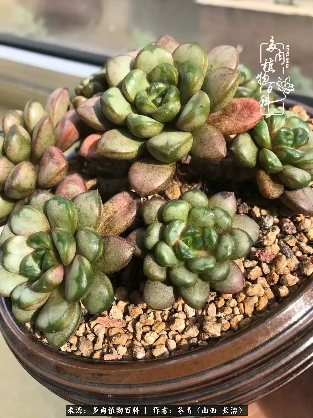 阳台养多肉徒长怎么办,阳台养多肉养殖方法和注意事项