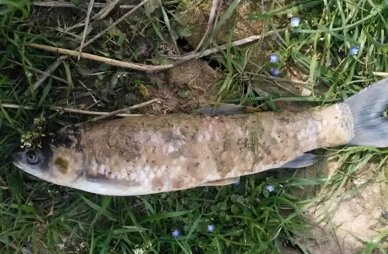 鱼类水霉病,春季鱼类水霉病症状