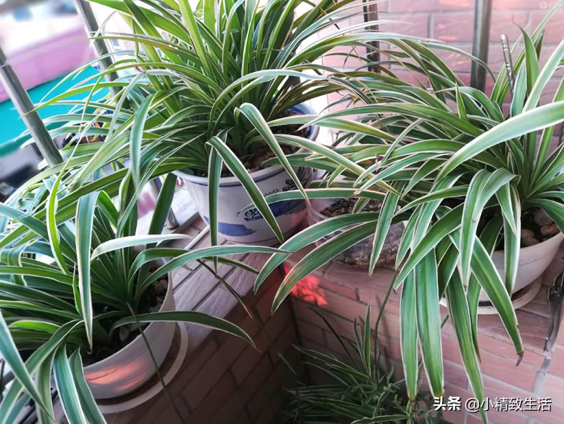 吊兰绿植盆栽黄叶怎么办,养了一年的吊兰爆盆了怎么修剪