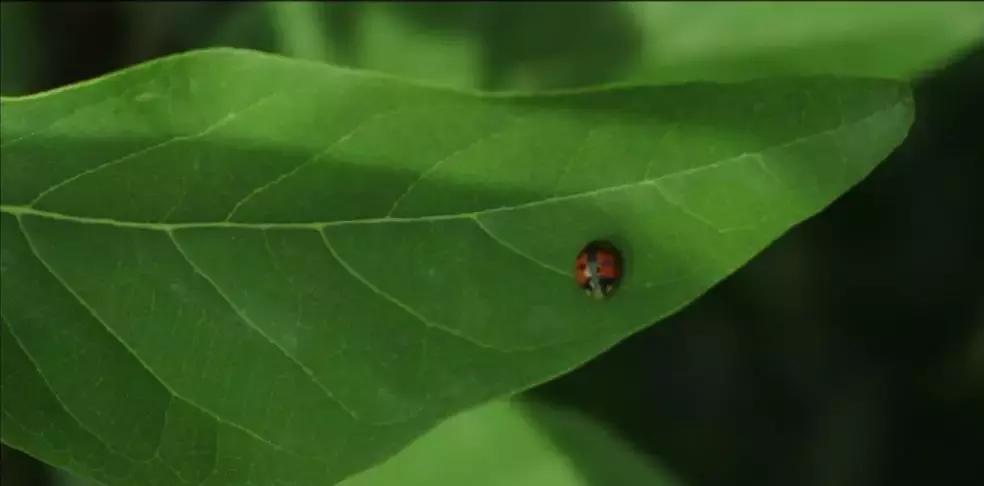 一日慎独则心安日日精进,日日精进人生