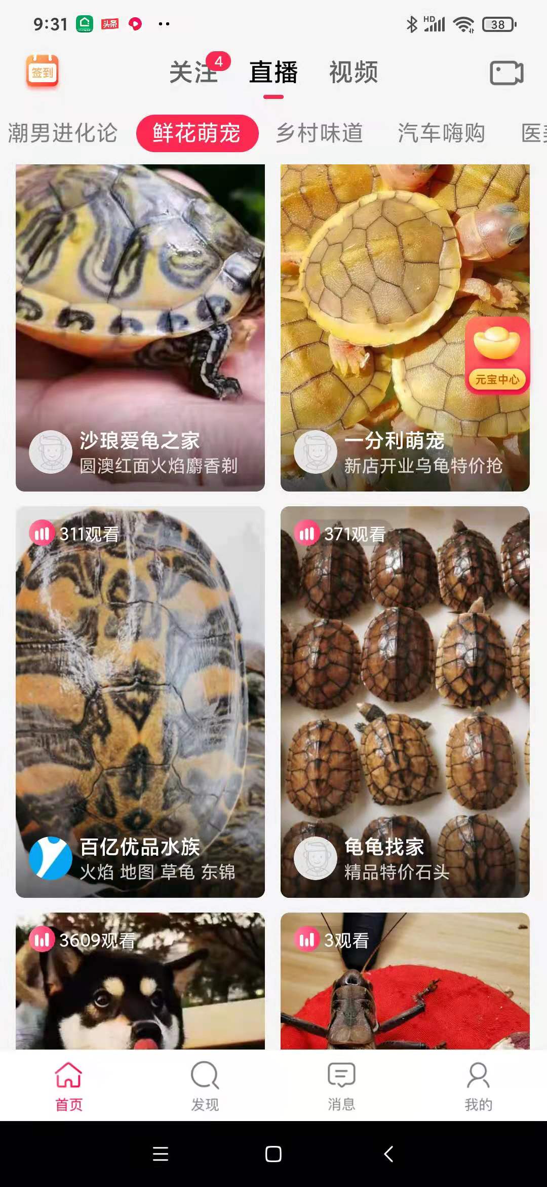 新手在哪里买龟好养活点,宠物龟在什么地方卖好呢