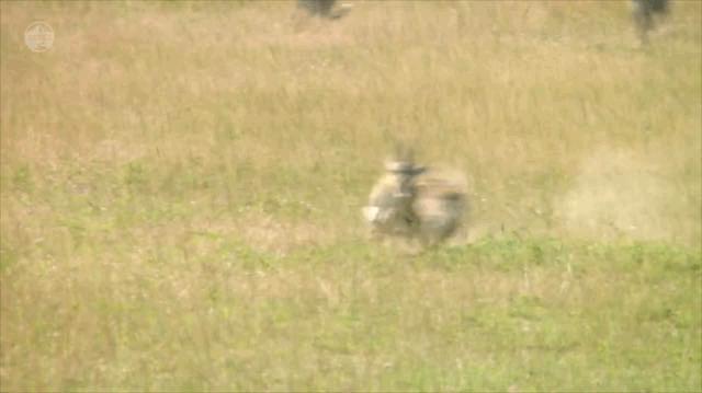 猎豹捕食的时候速度多少,猎豹捕食时的样子