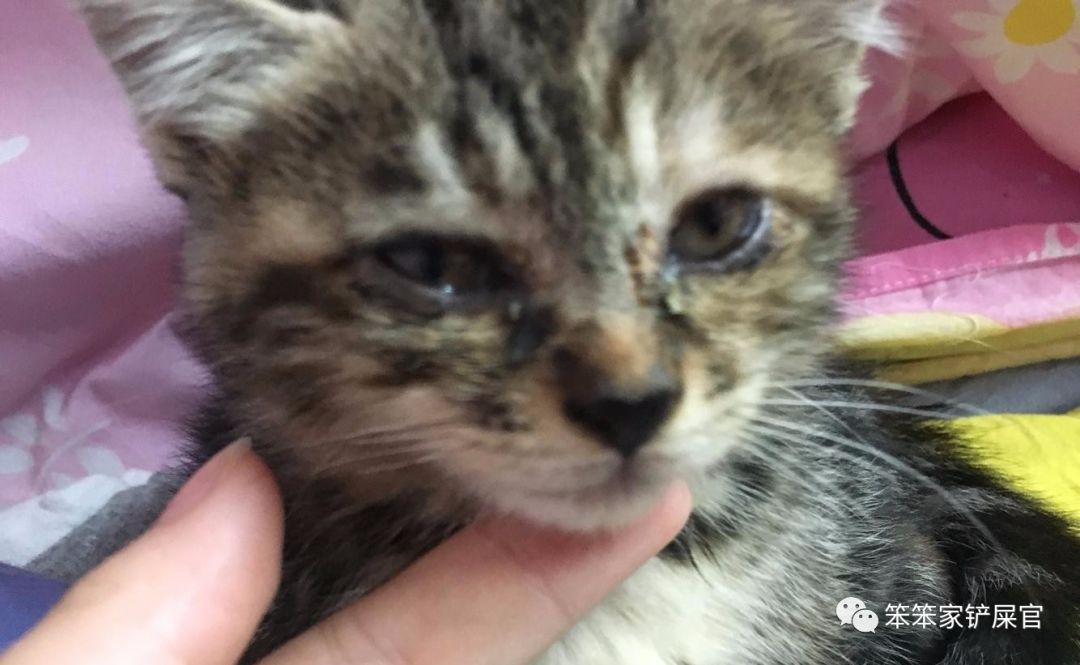 猫咪突然失明了怎么回事,猫咪频繁流口水怎么办