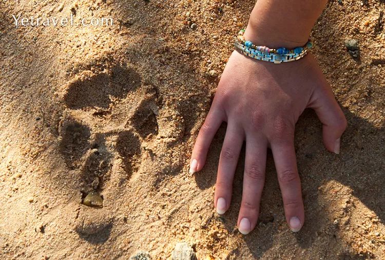 汇率起起伏伏，自然旅行跟着这张表格走，最划算