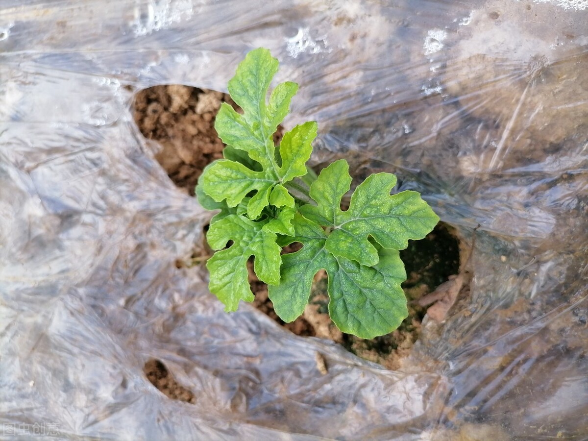 西瓜种植蔫苗怎么办？