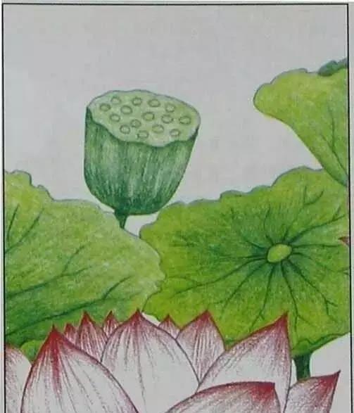 画荷塘与荷花,画一张美丽的荷塘画