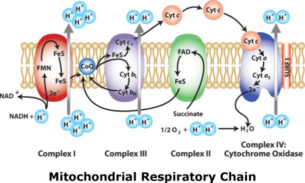 一口气搞懂可控核聚变,一口气懂历史