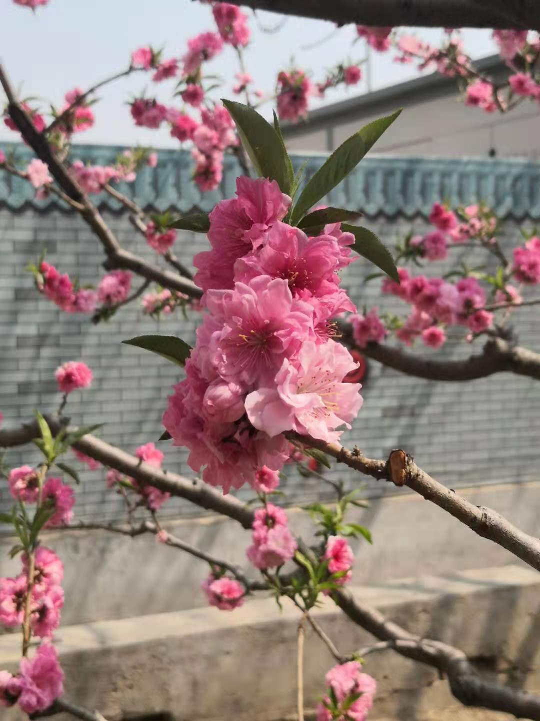 思君古诗词,思君诗歌曲大全