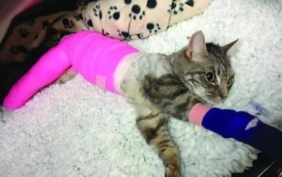 猫咪的悬趾受伤了,猫咪受伤后不大便