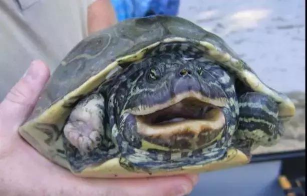 地图龟6-7厘米是成年龟吗,地图龟12cm成年了么