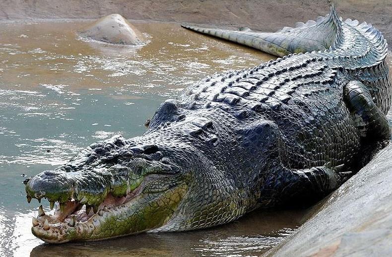 鳄鱼生男生女,鳄鱼生的孩子有多可怕