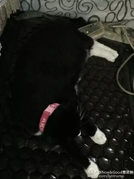 冲动下养猫，你和你的猫现在是怎样的生活？