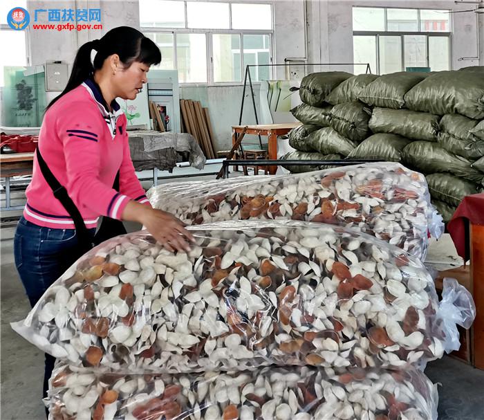 浦北县陈皮产业发展,浦北县龙门镇陈皮种植现场