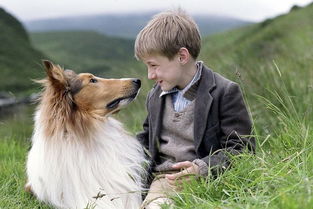 从普通狗到犬中明星,苏牧经历了什么?你说它还叫柯利犬?不对哦