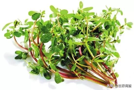 野生马齿苋的功效与作用和图片,百度一下中草药马齿苋的功效