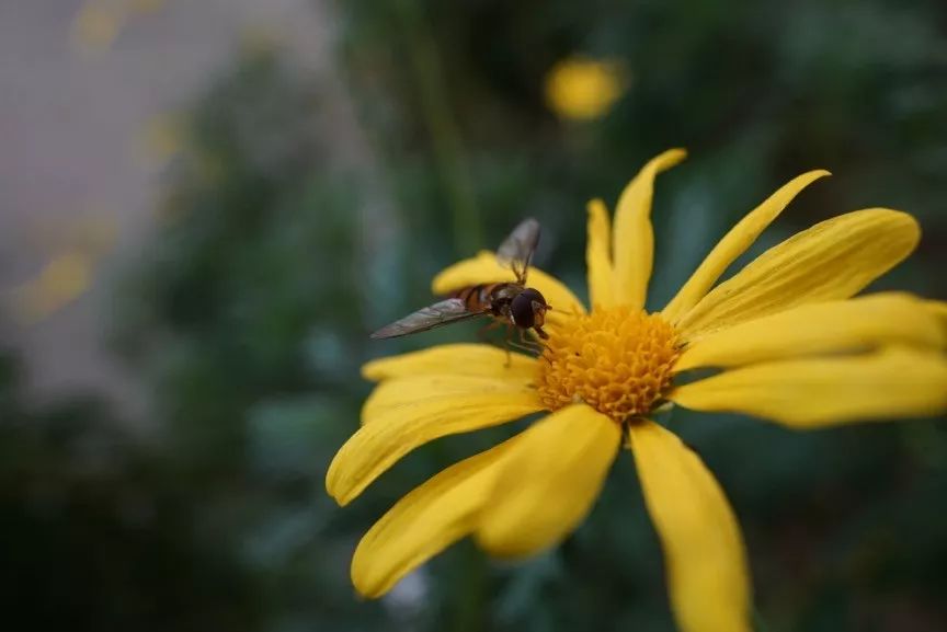 腾龙35-150mmf22.8二代z卡口,小身子大能量