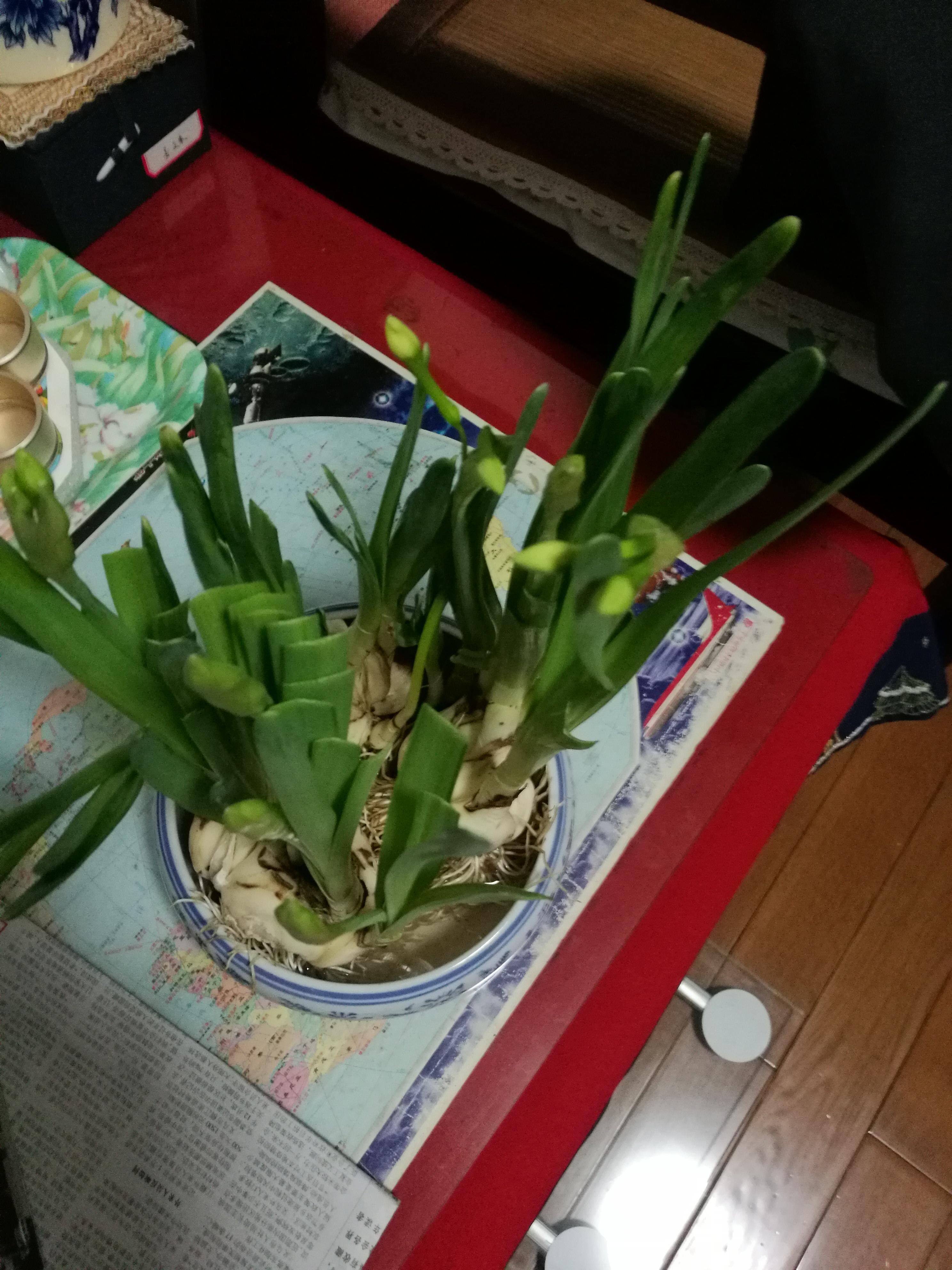 水仙花快要枯萎的时候长什么样子,怎样让枯萎的水仙花复活