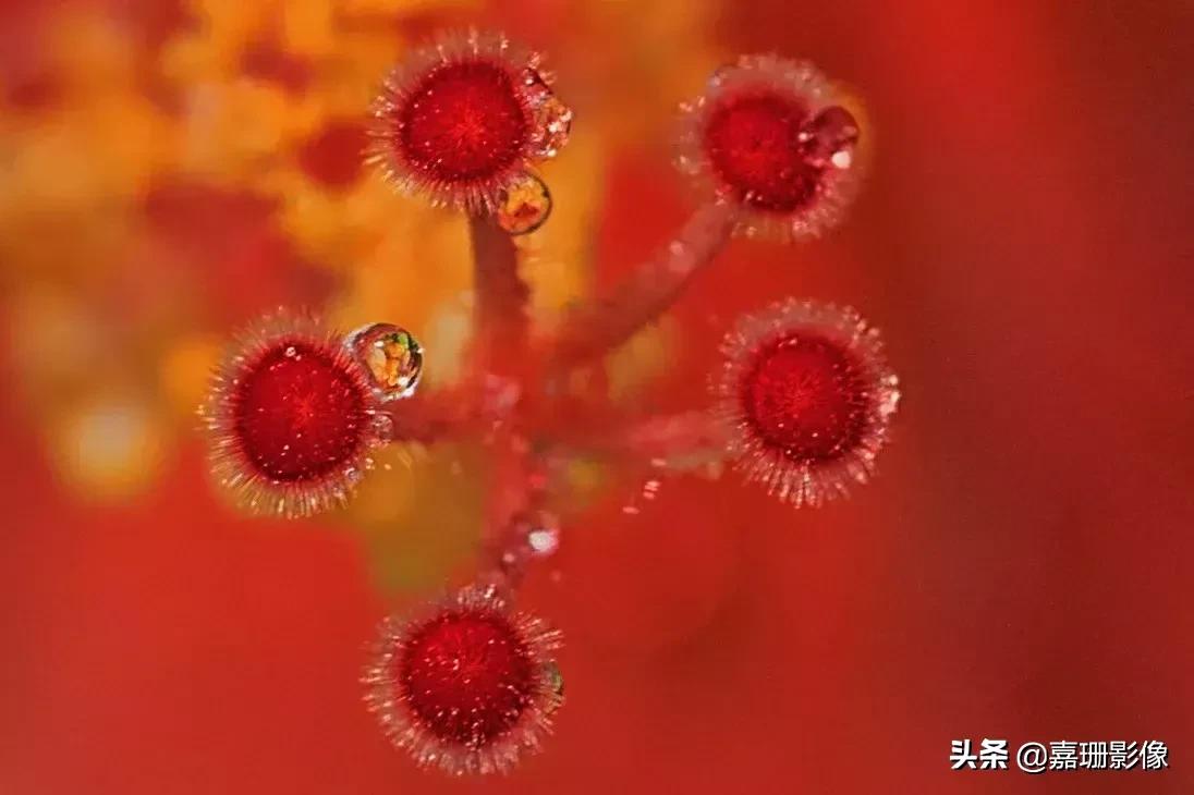 看看花容，听听花语2020年我镜头里的百种花卉